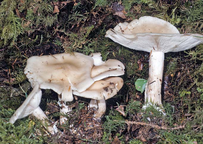 Lepista glaucocana